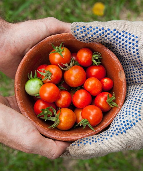 Organic Farm services