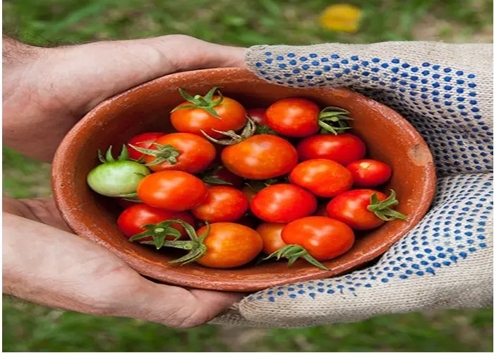 organic tomatoes from farm to you